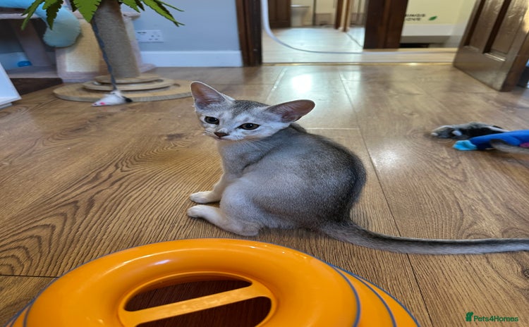 Abyssinian cats - Advert 3