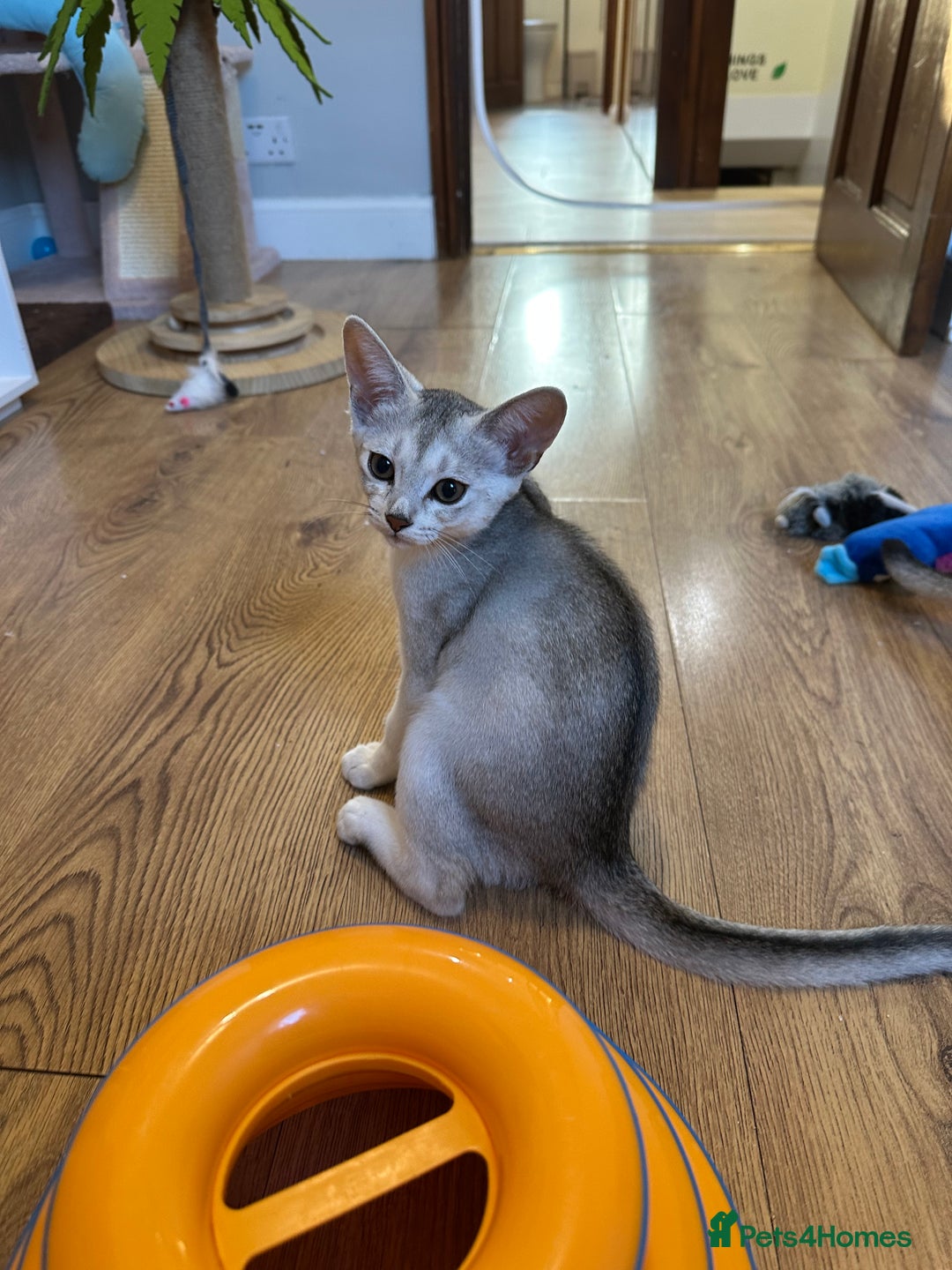 Abyssinian cats for sale: Pedigree Silver Abyssinian kittens left 1 female - Image 9