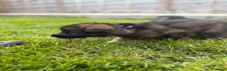 German Shepherd dogs for sale: 🐾 German Shepherd Puppies – ready 18th July - Advert 18