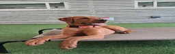 Labrador Retriever dogs for sale: Assistance dog Labrador  - Advert 2