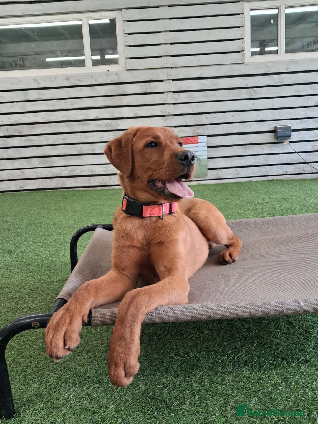 Labrador Retriever dogs for sale: Assistance dog Labrador  - Advert 2
