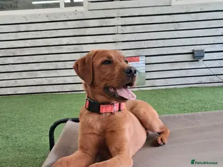 Labrador Retriever dogs Advanced trained Labrador - Advert 1