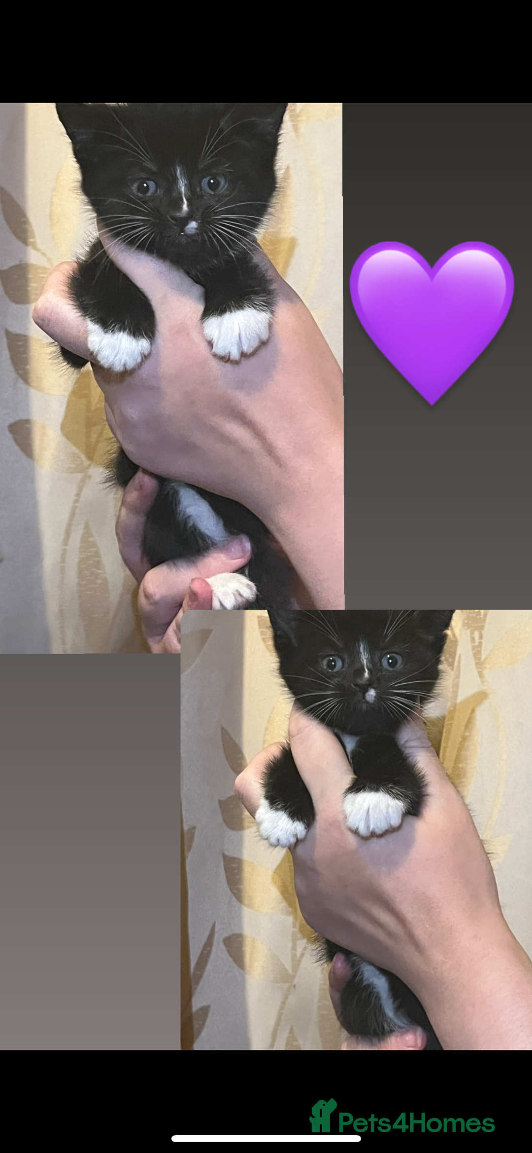 Mixed Breed cats for sale: Gorgeous kittens available  - Image 4