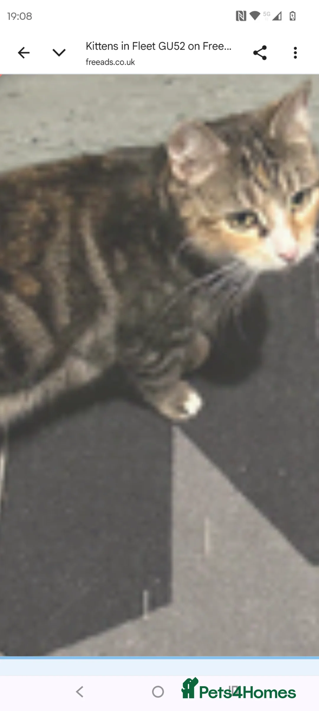 Mixed Breed cats for sale: Female kitten  in Basingstoke - Advert 3