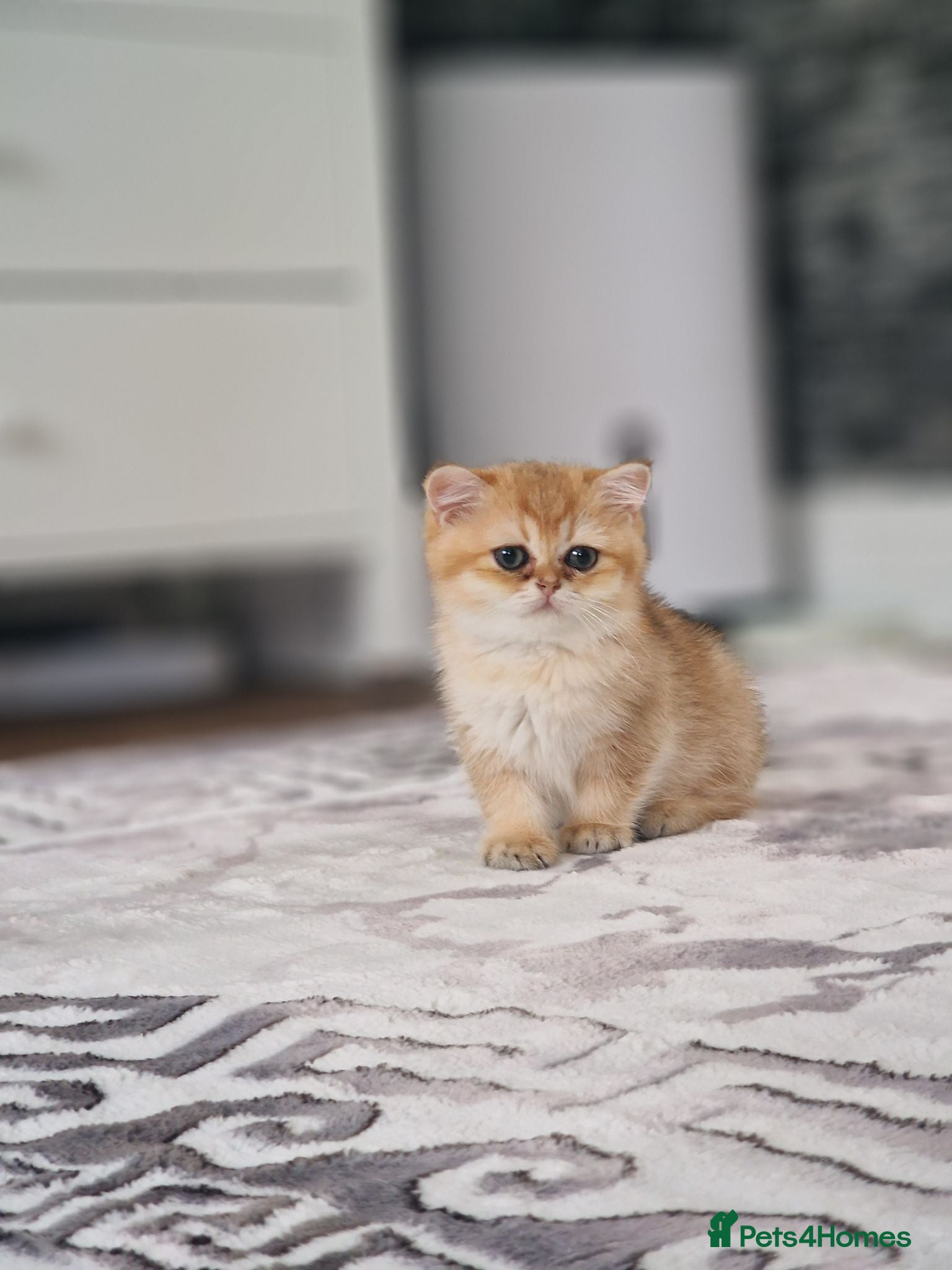 British Shorthair cats for sale: Stunning British Shorthair Golden Chinchilla - Advert 1