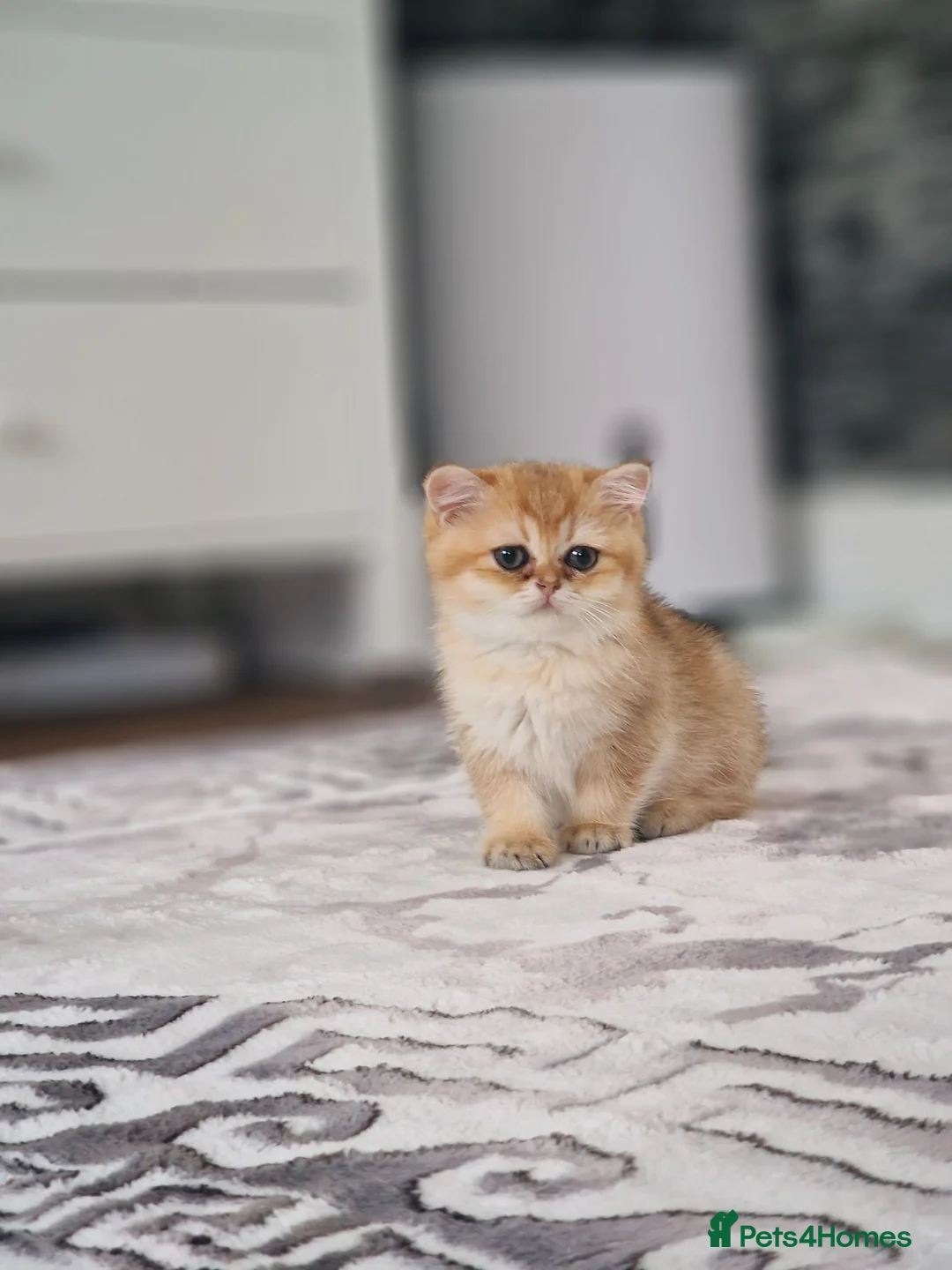 British Shorthair cats for sale: Stunning British Shorthair Golden Chinchilla - Advert 1