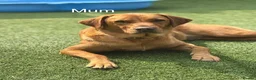 Labrador Retriever dogs for sale: Beautiful KC Red Labrador Puppies - Advert 18