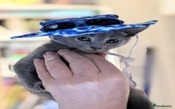 Russian Blue cats for sale: RB kittens Pedigree London  - Image 20