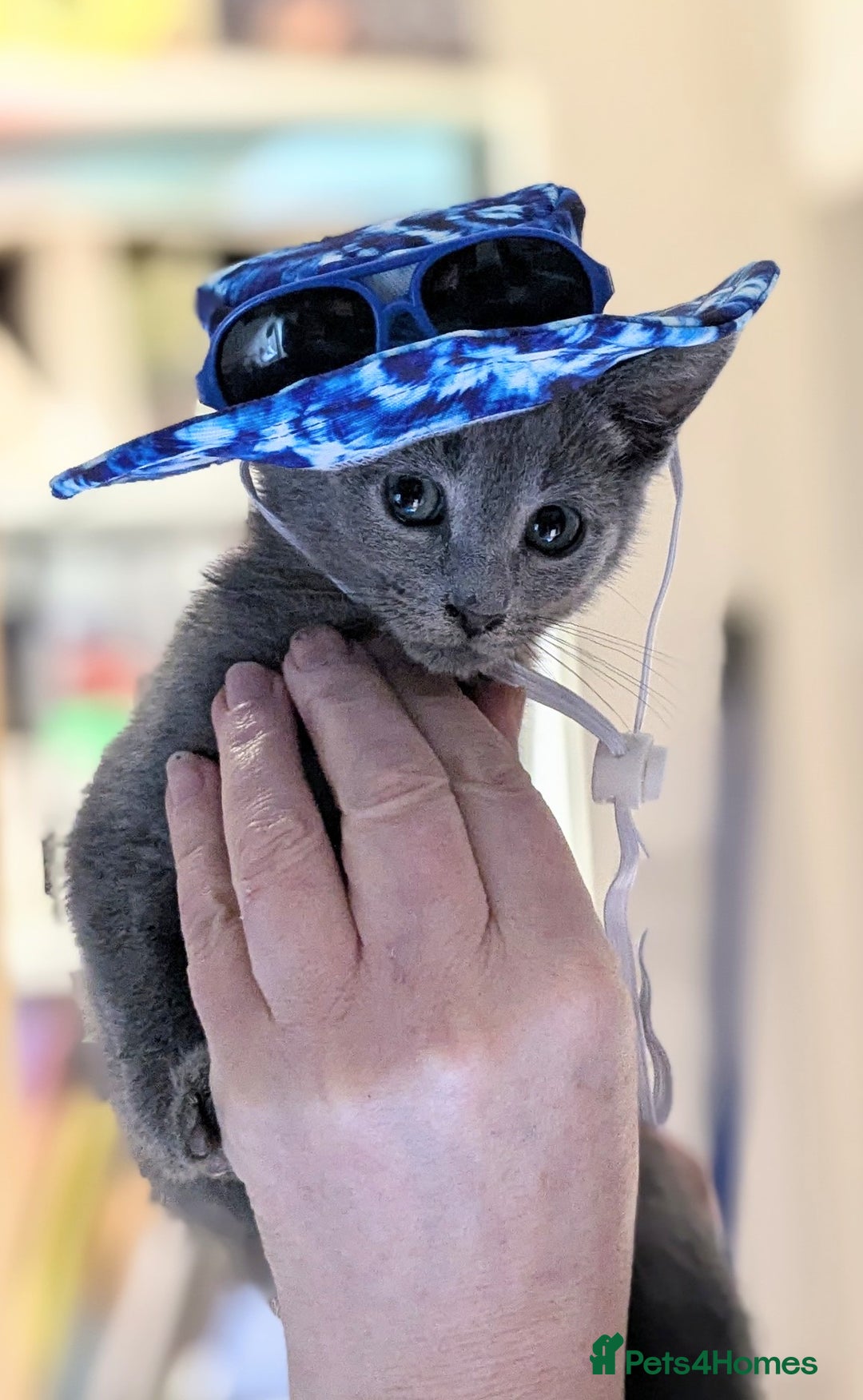 Russian Blue cats for sale: RB kittens Pedigree London  - Image 20