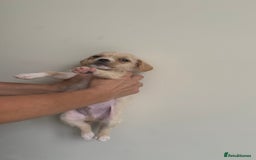 Mixed Breed dogs for sale: 6 fluffy frenchie cross puppies - Image 30