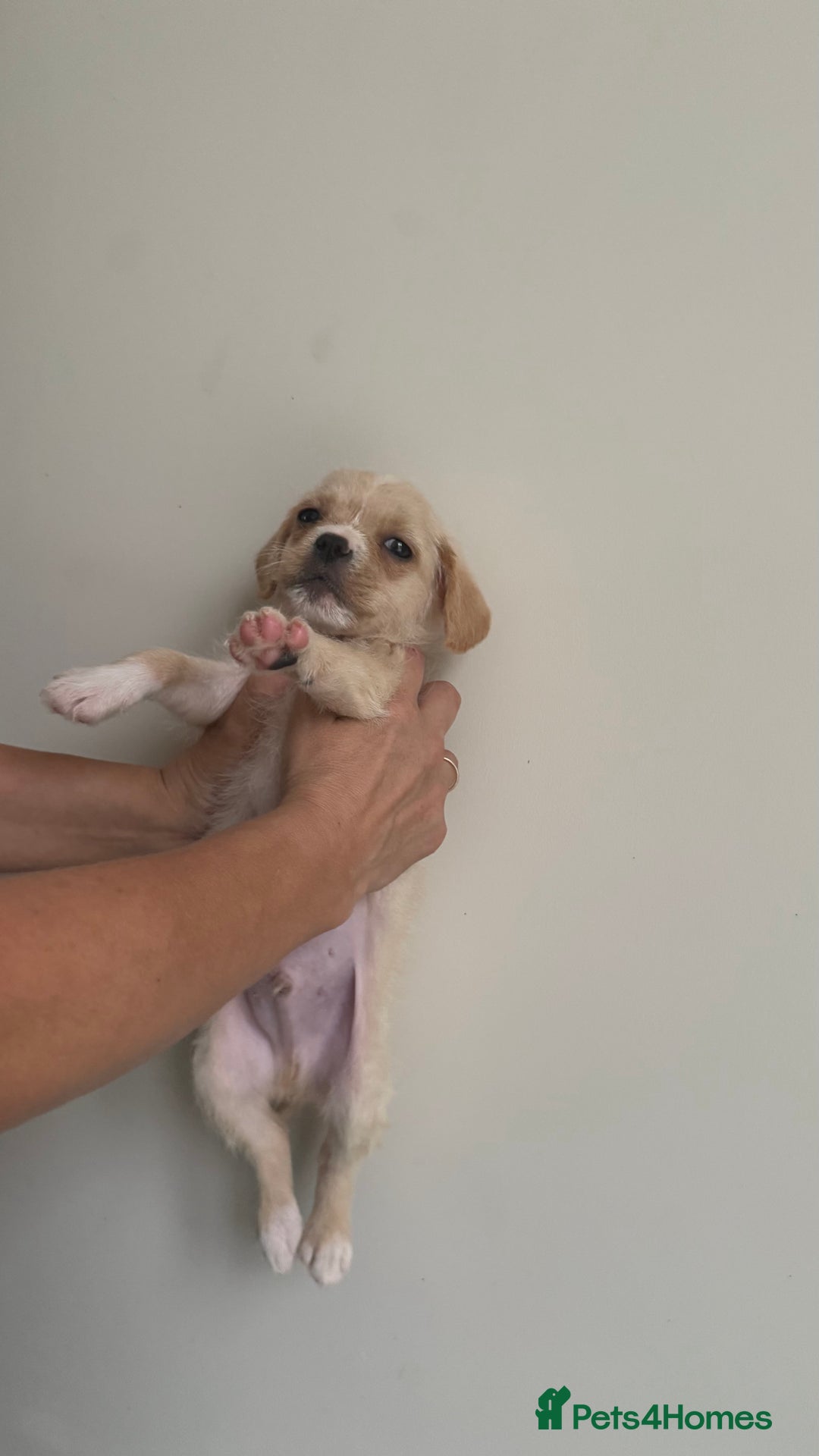 Mixed Breed dogs for sale: 6 fluffy frenchie cross puppies - Image 30