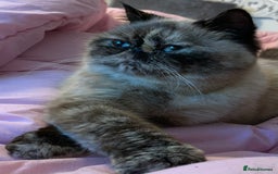 Exotic cats for sale: Exotic  - Advert 7