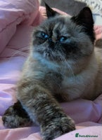 Exotic cats Exotic - Advert 2