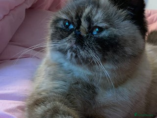 Exotic cats Exotic - Advert 3