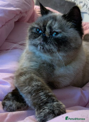 Exotic cats Exotic - Advert 1