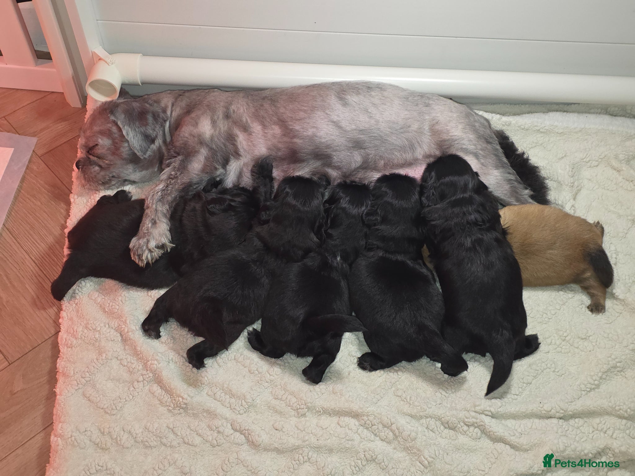 Shih Tzu dogs Beautiful Shih Tzu Puppies 5 girls 1 boy - Advert 2