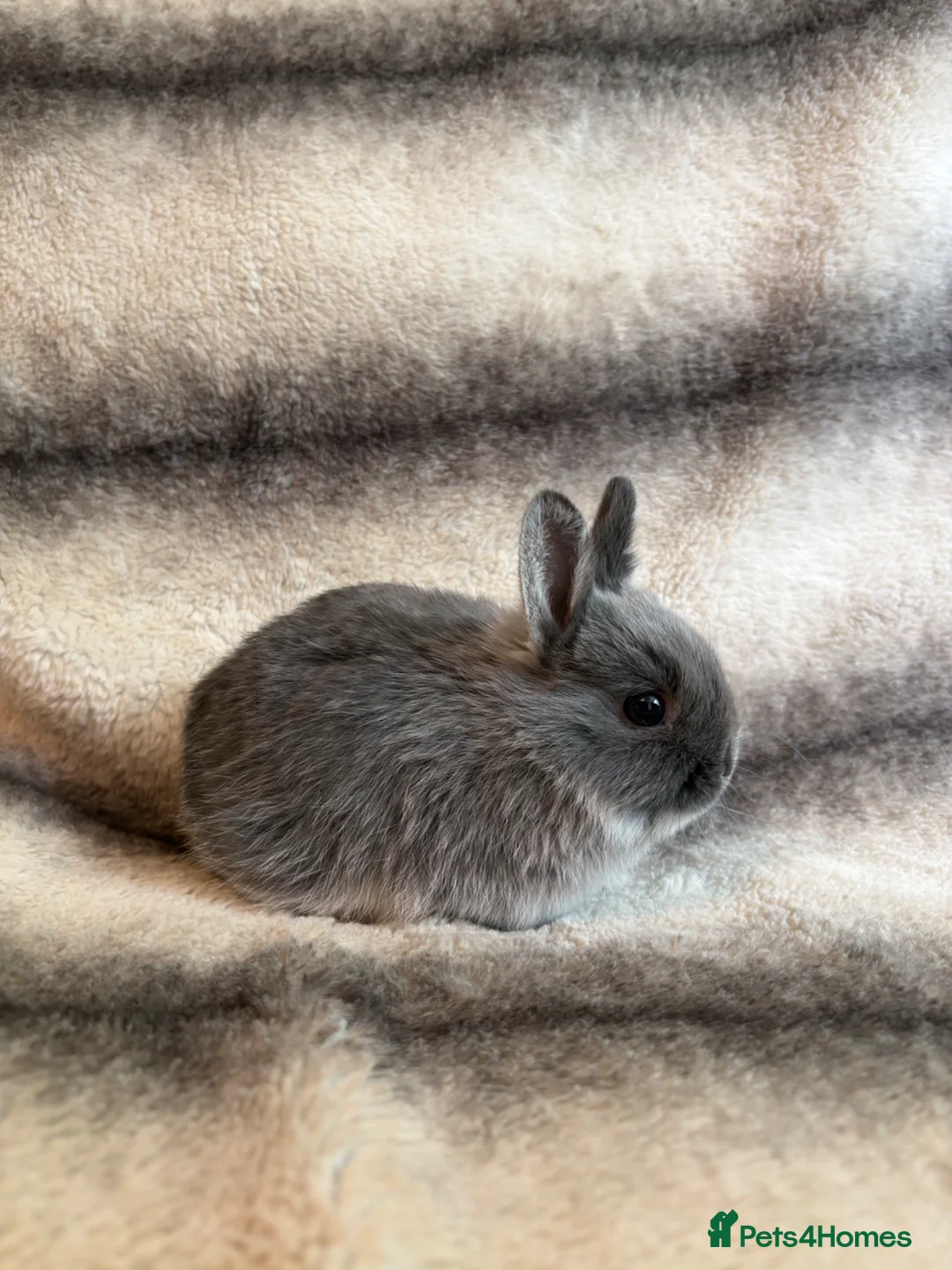 Netherland Dwarf rabbits for sale: Netherland Dwarf Babies🤍 in Barton-upon-Humber - Advert 18