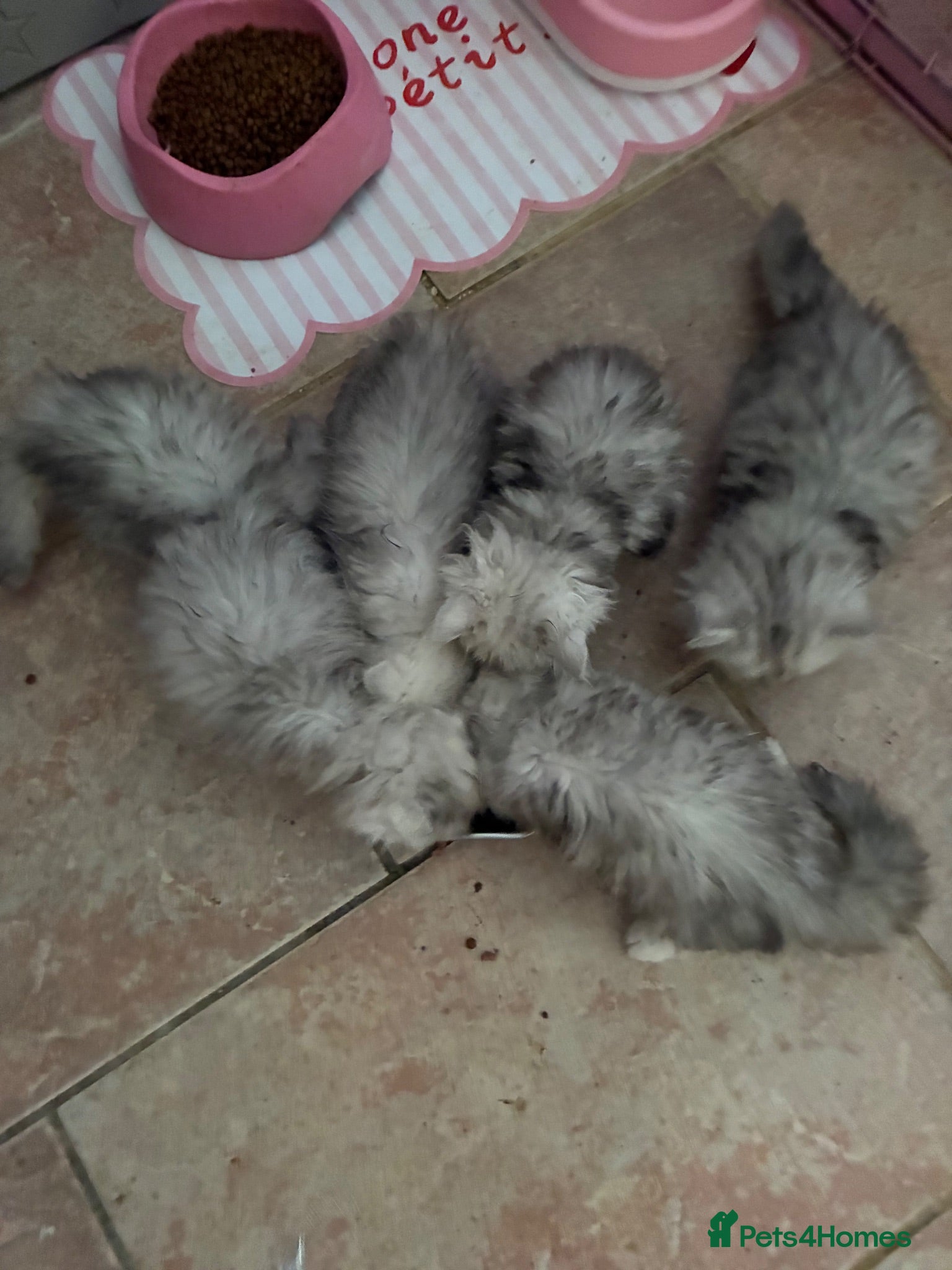 Persian cats Pedigree Persian chinchillas  - Advert 2