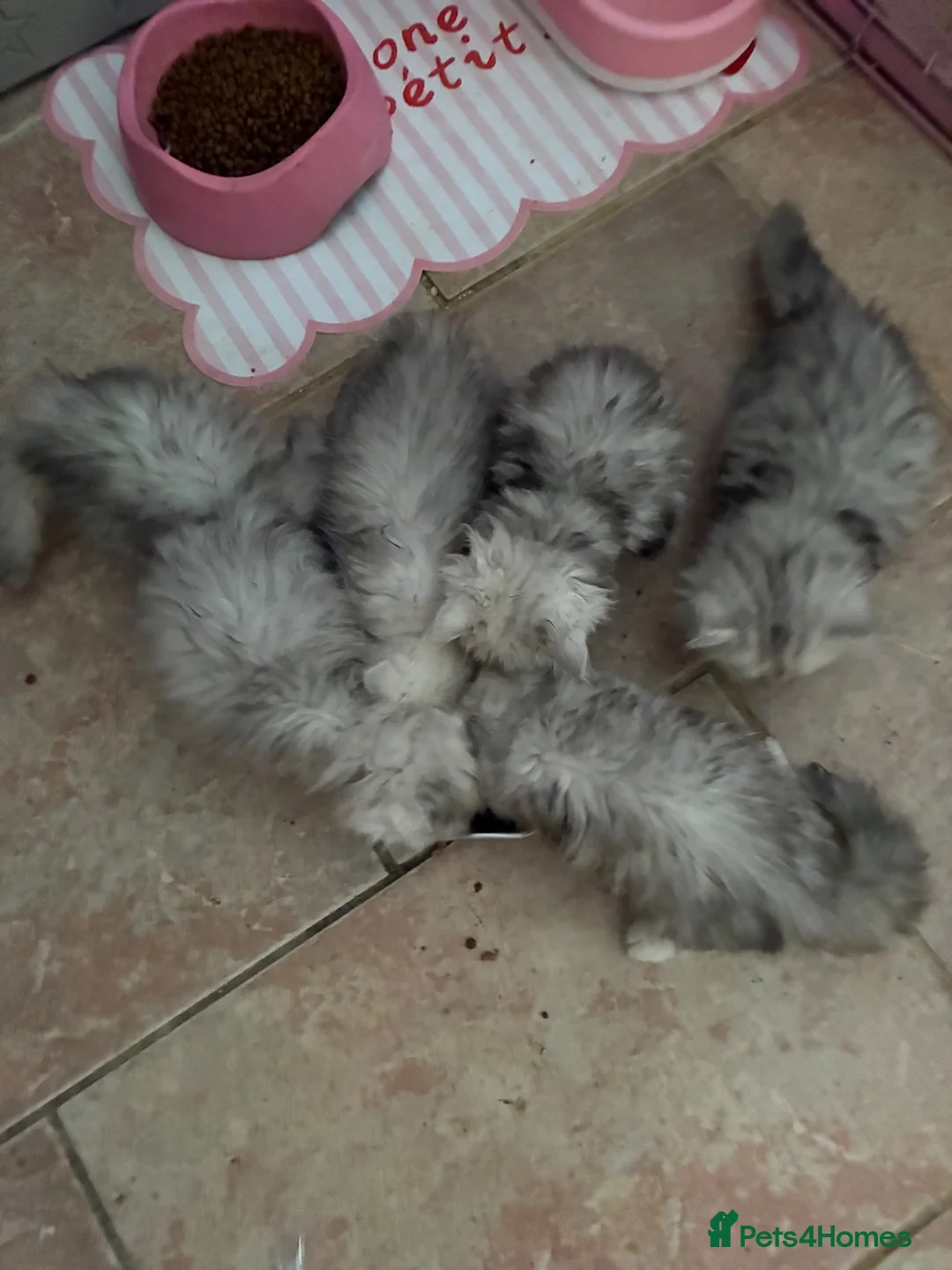 Persian cats for sale: Pedigree Persian chinchillas  - Advert 2