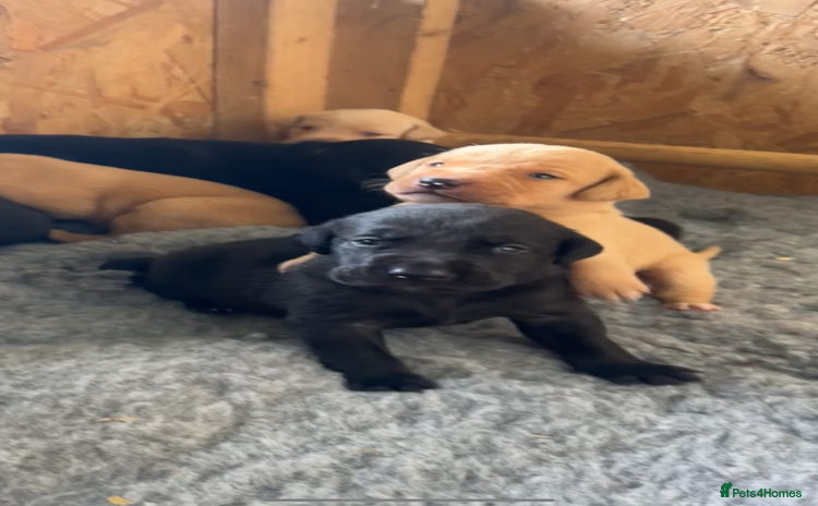 Labrador Retriever dogs - Advert 1