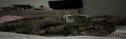 Domestic Shorthair cats for sale: Tabby x kittens - Advert 3