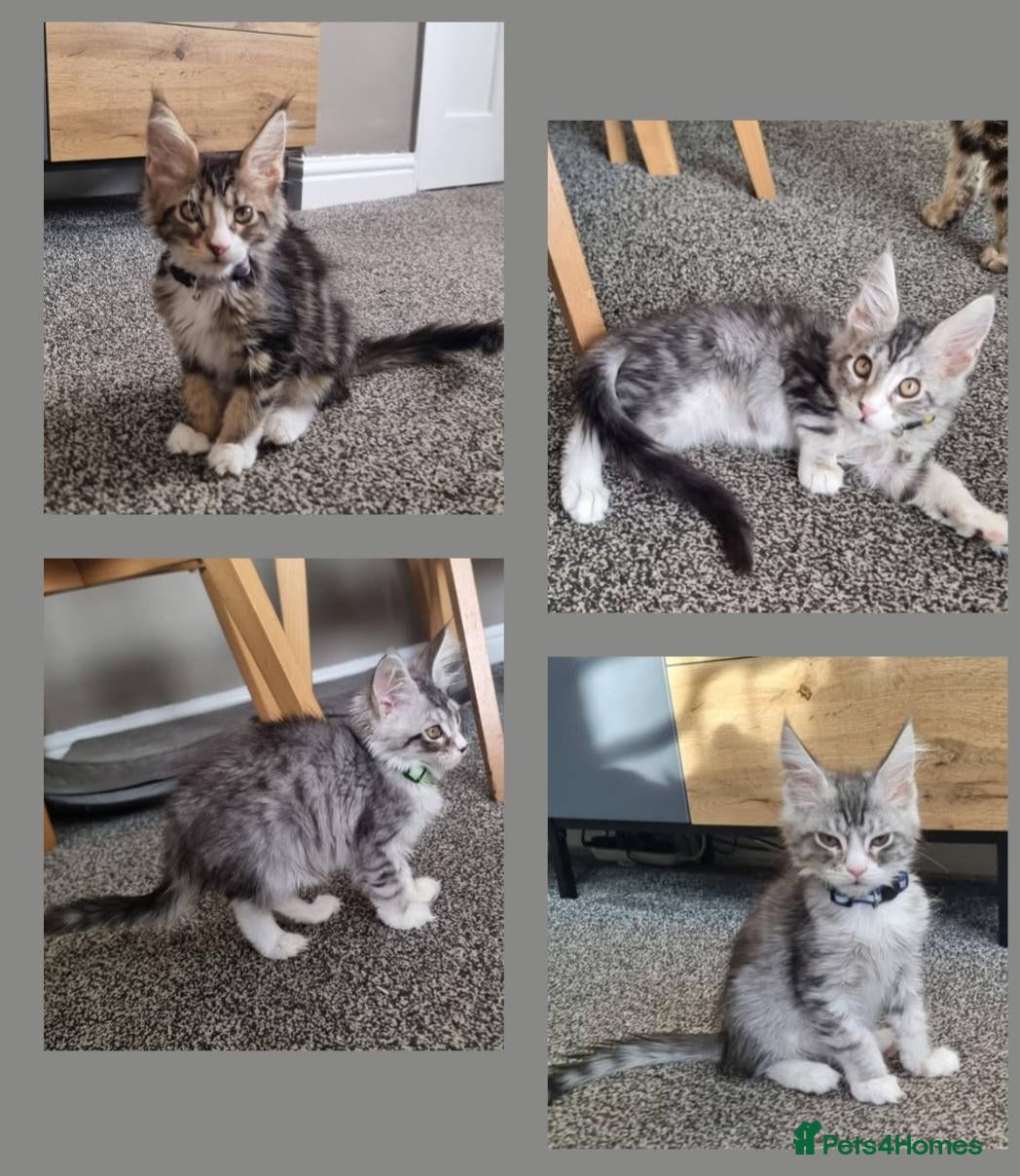 Maine Coon cats Tica!! Amazing kittens - Advert 5