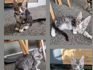 Maine Coon cats Tica!! Amazing kittens - Advert 5