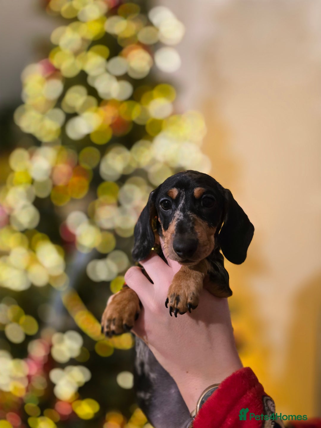 Miniature Dachshund dogs for sale: ✨5star✨ True miniatures, Licenced breeder, KC reg - Advert 20