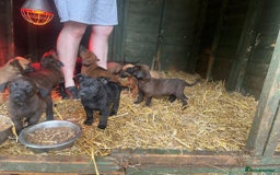 Belgian Shepherd Dog dogs for sale: Litter  - Image 14