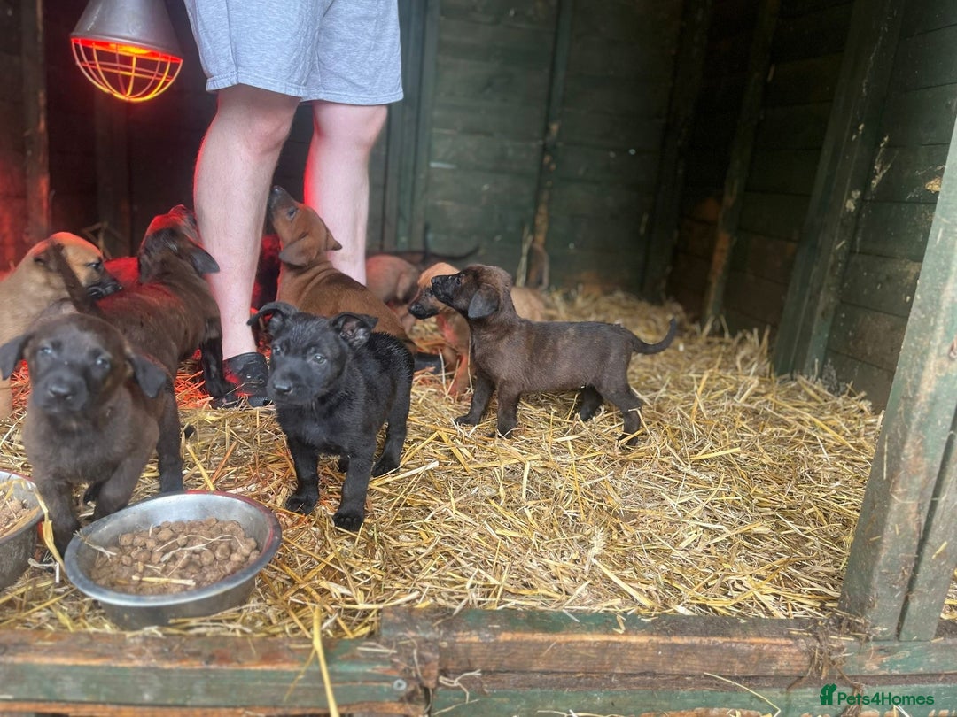 Belgian Shepherd Dog dogs for sale: Litter  - Image 14