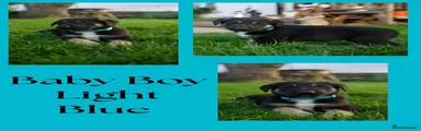 Boy Light Blue