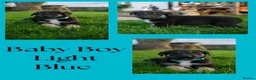 Mixed Breed dogs for sale: Beautiful FarmBred Shollie Puppies–Ready16thAugust - Advert 8