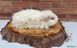 Guinea Pig rodents for sale: Female Guinea Pigs  - Image 8