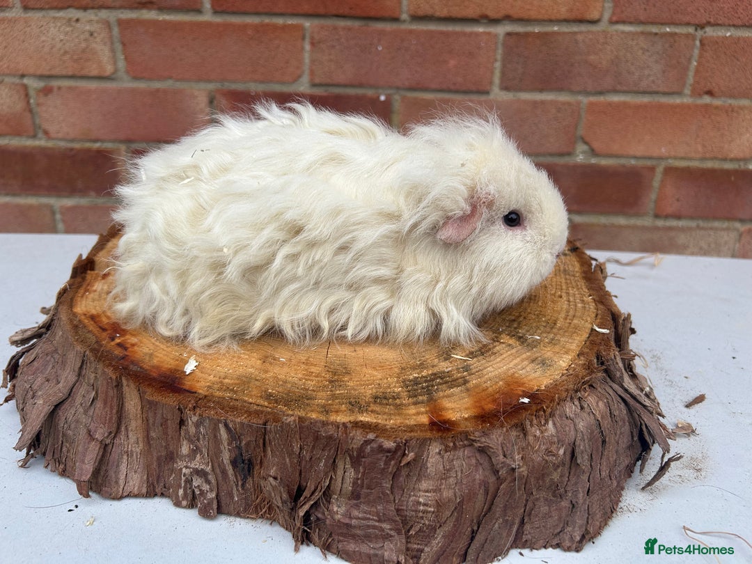 Guinea Pig rodents for sale: Female Guinea Pigs  - Image 8