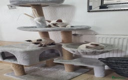 Siamese cats for sale: stunning Siamese Kittens  - Image 4