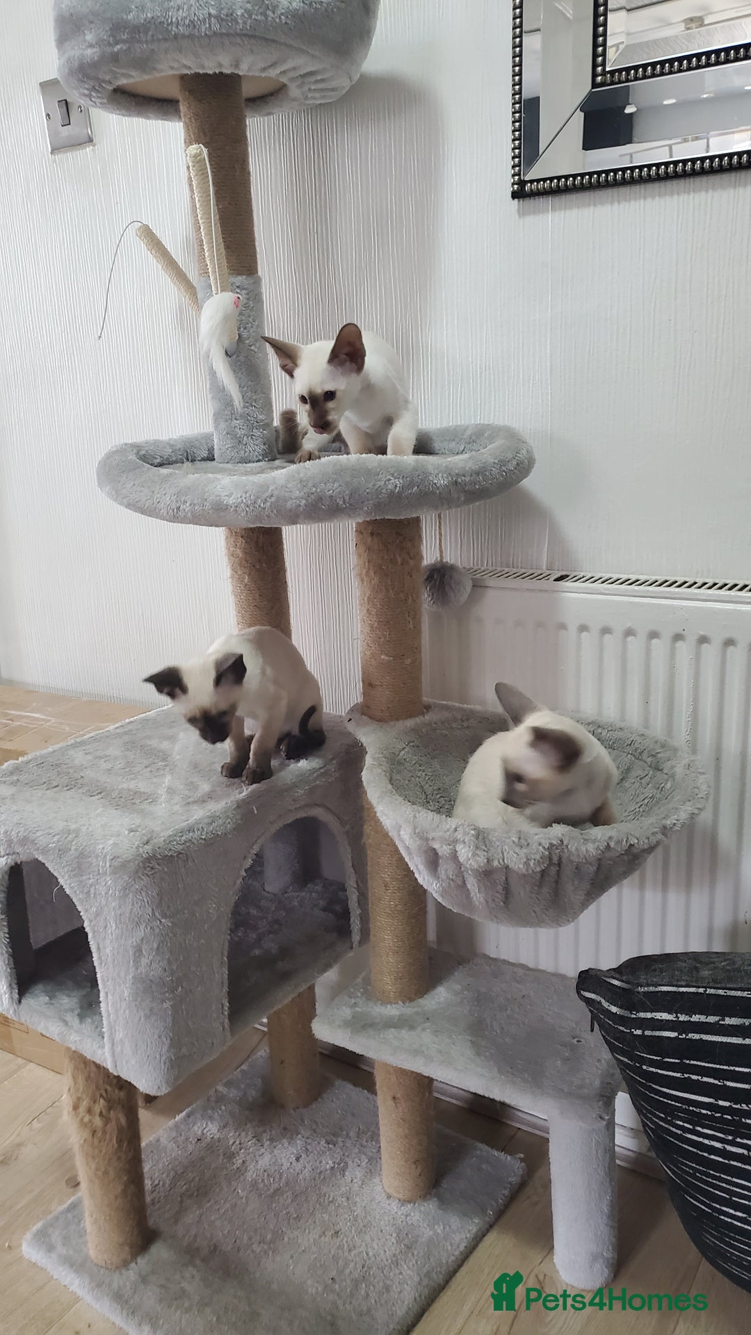 Siamese cats for sale: stunning Siamese Kittens  - Image 4