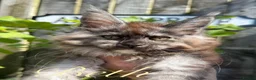 Maine Coon cats for sale: 3 STUNNING MAINE COON KITTENS READY THIS MONTH  - Advert 3