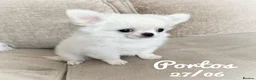 Chihuahua dogs for sale: KC quality chihuahua puppies LC Show line  - Advert 3