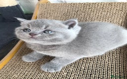 British Shorthair cats for sale: GCCF British shorthair kittens for Sale - Image 10