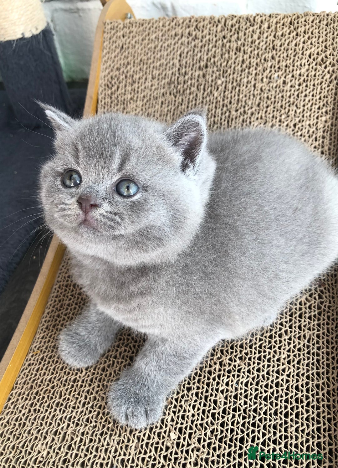 British Shorthair cats for sale: GCCF British shorthair kittens for Sale - Image 10