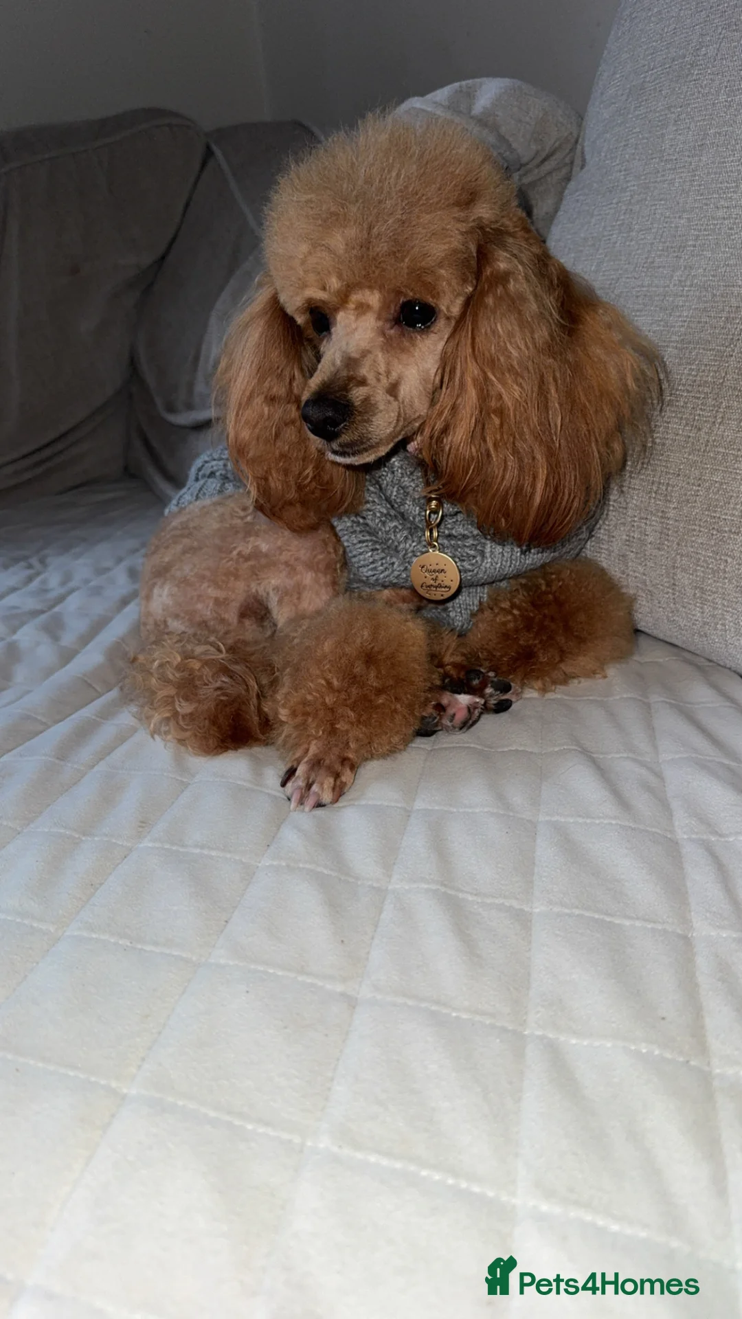 Toy Poodle dogs for sale: Toy poodle puppies 2 female  - Advert 2