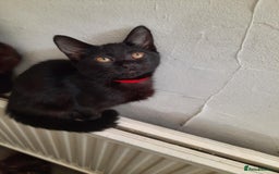Ragdoll cats for sale: Beautiful Tabby X ragdoll kittens  - Image 4