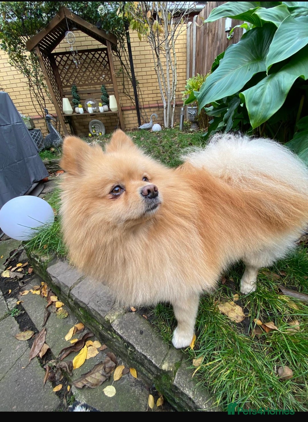 Pomeranian dogs for stud: Purebred Pomeranian for studding - Advert 3