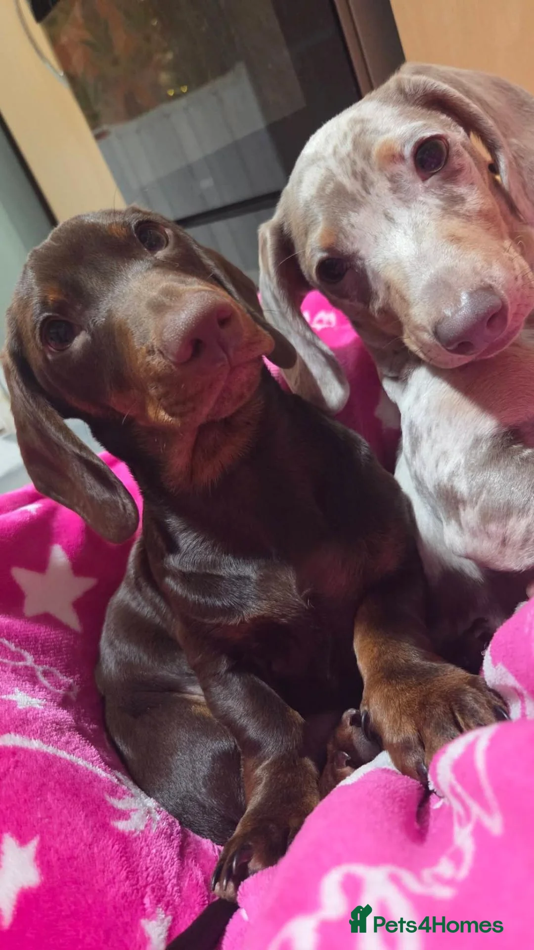 Miniature Dachshund dogs for sale: Looking for Their Forever Home  - Advert 2