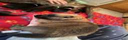 German Shepherd dogs for sale: beautiful shepkita puppies  - Advert 12
