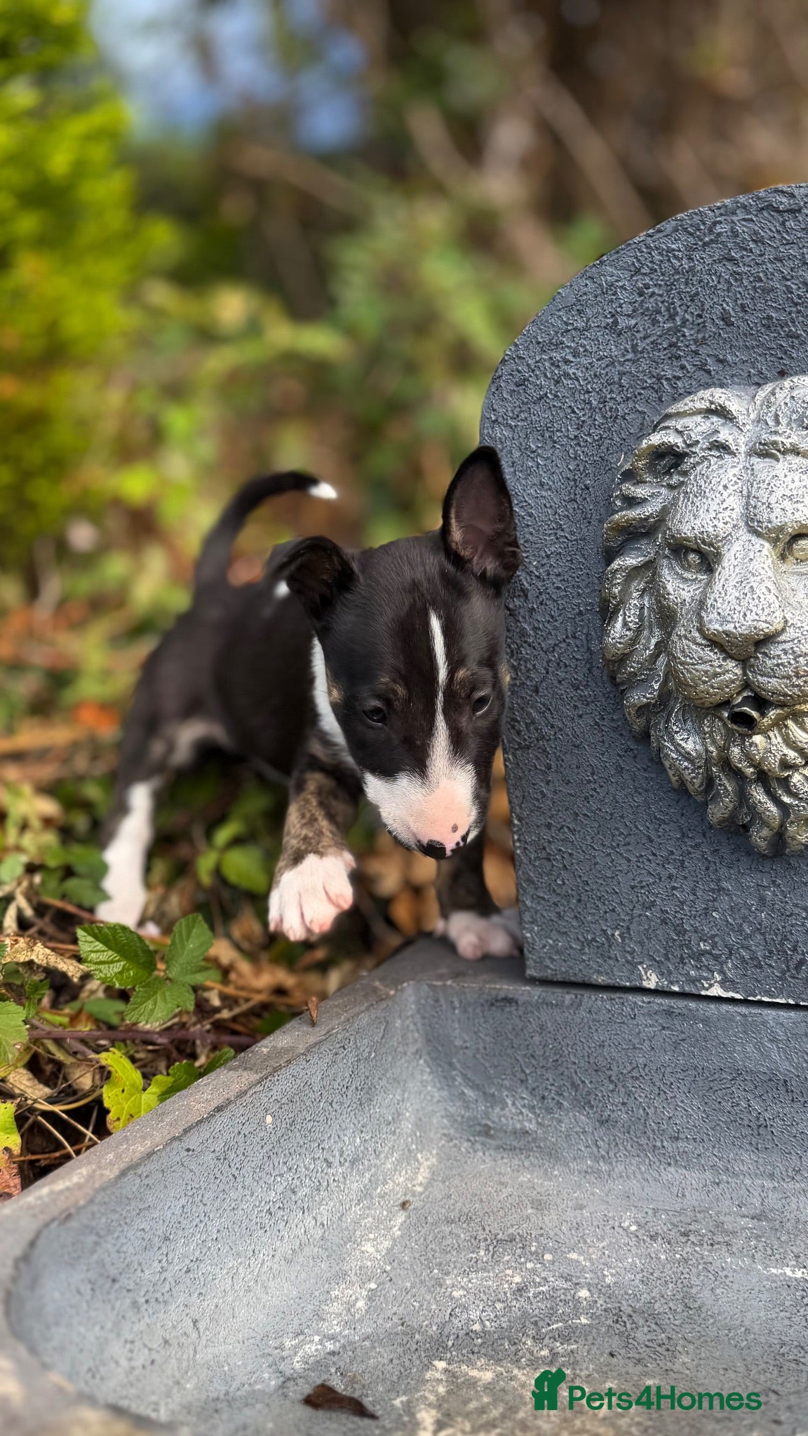 English Bull Terrier dogs Champion Bloodline English Bull Terrier Puppies - Advert 2