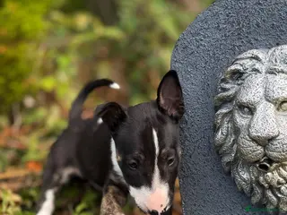 English Bull Terrier dogs Champion Bloodline English Bull Terrier Puppies - Advert 2