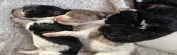 Mixed Breed dogs for sale: Doxiepoos in Thetford - Advert 12