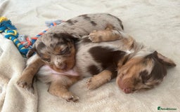 Miniature Dachshund dogs for sale: Stunning Kc Reg Long Hair Mini Dachshund puppies  - Image 32