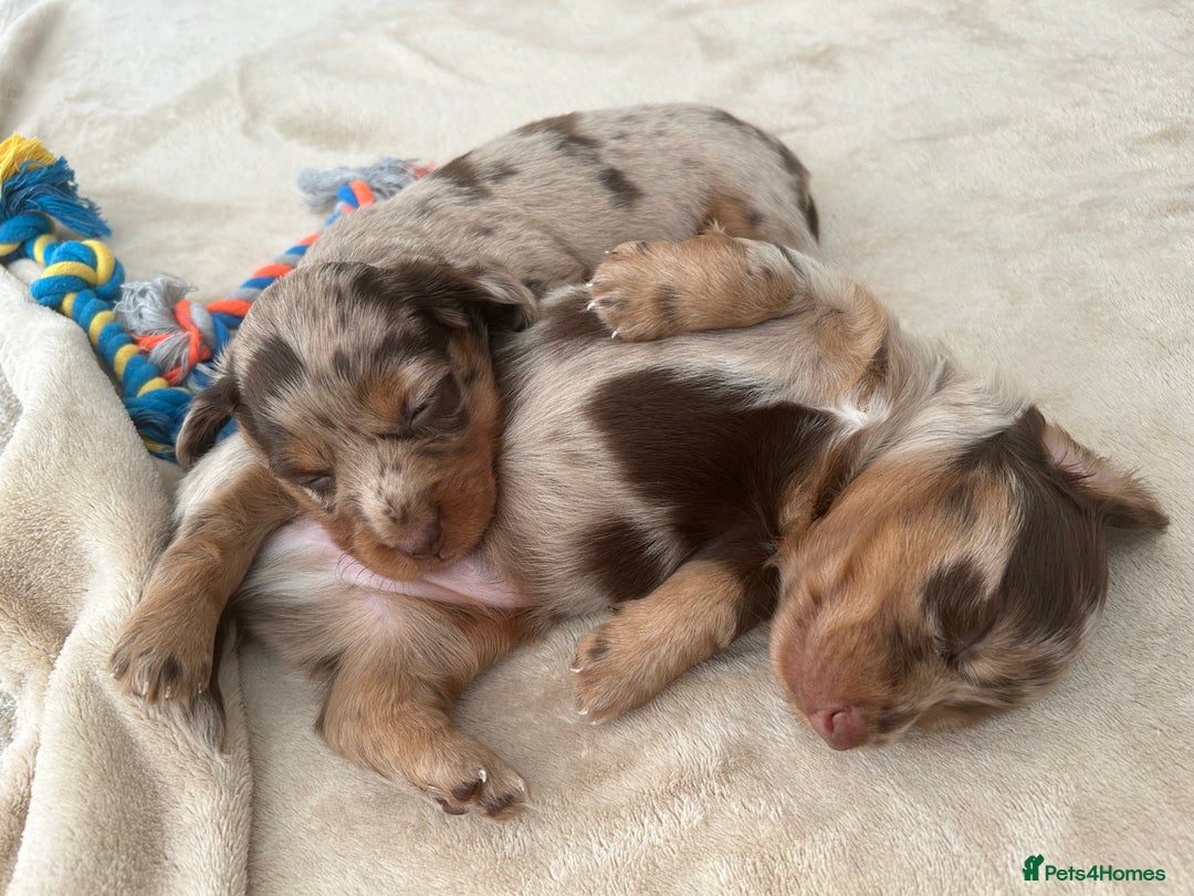 Miniature Dachshund dogs for sale: Stunning Kc Reg Long Hair Mini Dachshund puppies  - Image 32